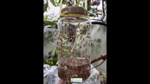 Umpan Atraktan Perangkap Hama Lalat Buah FEROKOP 90 BB Bentuk Kotak Tahan 2 Bulan