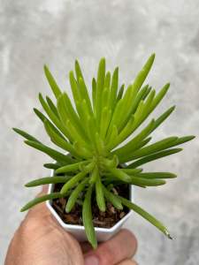 SENECIO BARBERTONICUS ไม้อวบนำ้ จัดสวนถาด กุหลาบหิน กระถาง 2 นิ้ว