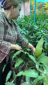 ต้นมะม่วงเขียวเสวย รสชาติหวานมัน กรอบ เนื้อแน่น ไม่เปรี้ยวจัด เหมาะสำหรับกินดิบ ขนาด 60-80 ซม.