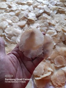 EMPING MELINJO KEBUMEN FULL KERING UK SEDANG (BIJI 2-3) KEMASAN 1KG