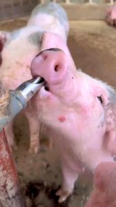 ส่งเร็ว ก๊อกน้ำหมู สเตนเลส จุ๊บน้ำหมู ก๊อกหมูกินน้ำ จุ๊บหมู ก๊อกหมู ขนาด 1/2 นิ้ว แพ็คละ 5ชิ้น