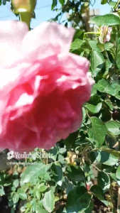 tanaman hias bunga mawar import moncour cantik