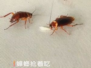 CeeJay เหยื่อกำจัดแมลงสาบ ตายยกรัง!! บ้านปลอดสารพิษ ยาฆ่าแมลง สปอตสินค้า Insecticidal bait