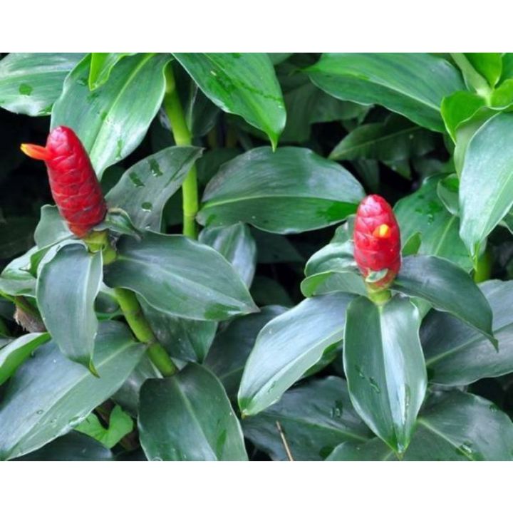 Red Button Ginger Costus for Outdoor Garden Landscape | Lazada PH