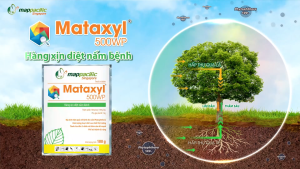 (Mappacific Singapore) Mataxyl 500WP Gói (25G) - HÀNG XỊN DIỆT NẤM BỆNH - Hàng Hiệu Chính Hãng