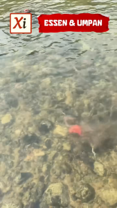 Umpan Mancing Organik – Ramah Lingkungan Cepat Neter & Hasil Lebih Maksimal