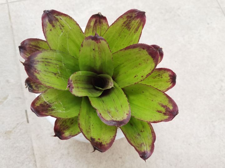 ブロメリア・エアープランツ Neoregelia Strawberry Roan BCR Bromeliad Cultivar Register>