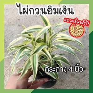 ไผ่กวนอิมเงิน ในกระถาง 4 นิ้ว (แถมปุ๋ยฟรี ! ) ต้นไม้มงคล แต่งโต๊ะทํางาน แต่งบ้าน ไม้ประดับ เสริมโชคลาภ ปรับฮวงจุ้ย ร่ํารวย