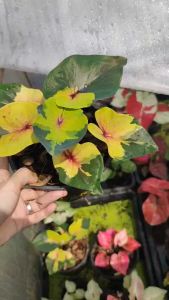 อุทยานหลวง บอนสี ไม้แรร์หายาก Caladium