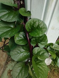 jual daun binahong merah segar atau daun gandola 300  grm