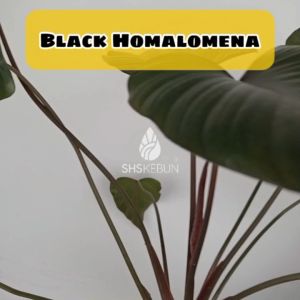 Homalomena Sunshine Gem Pokok Keladi Kemoyan Indoor Pokok Hidup SHS Kebun