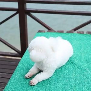 สัตว์เลี้ยงฤดูใบไม้ร่วง/ฤดูหนาวที่อบอุ่นเสื้อกันหนาวลูกสุนัขเสื้อผ้าสไตล์คริสต์มาสนุ่มสบายแมวเสื้อกันหนาว