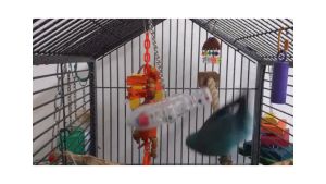 Caitec Featherland Paradise Space Circles