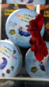 PELET IKAN CUPANG DAN SEGALA JENIS IKAN 50GR KUALITAS PREMIUM UNTUK MEMPERCEPAT MUTASI WARNA IKAN