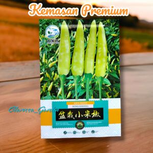 (KEMASAN PREMIUM) BIJI/BENIH CABE RAWIT PUTIH ( isi -+100 butir)