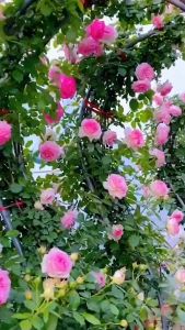 ซุ้มกุหลาบ ซุ้มดอกไม้ 240x140x38cm โครงไม้เลื้อย ซุ้มแต่งงาน ซุ้มเหล็กโค้ง สุดคุ้ม