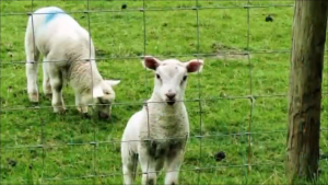 Heavy-duty galvanized metal mesh fence suitable for family farms animal enclosures pest-proof isolation barriers five-star safety protection