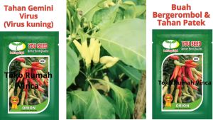 BENIH CABE RAWIT ORION F1 10g Cabe rawit Dompolan ORION F1 dari YOU SEED