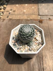 แคคตัสแมมมิลลาเรียดูไว ((Mammillaria Duwei) ออกหน่อเก่ง เลี้ยงง่าย โตไว กว้าง 4-5 cm อายุ 1-2 ปี