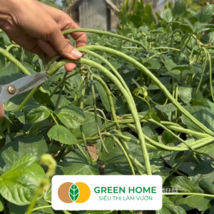 Hạt Giống Đậu Đũa Ngọt Lùn GreenHome Gói 20g~120 hạt Dễ Trồng Quanh Năm Nảy Mầm Cao T37