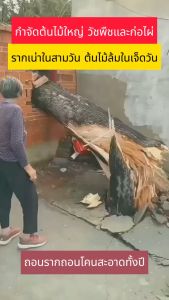 รากเน่ารากไม่ขึ้นอีก!! ยากำจัดต้นไม้ สารกำจัดกอไผ่ ผงกำจัดต้นไผ่ ยาฆ่าตอไม้ 500g สูตรเข้มข้น กำจัดวัชพืชรากเน่า ผลติดทนนาน ไม่เป็