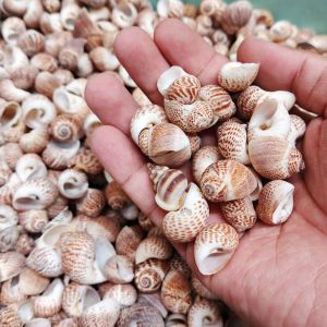 Kerang doreng ecer - kerang bulat kecil - cangkang kerang hias - kerang untuk dekorasi