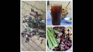 Cây trà Dr Thanh cây ô long bán tự cảnh thanh nhiệt cơ thể chậu to cứng cáp Minh Hân Garden