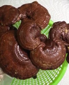 Nấm linh chi đỏ linh chi thái lát linh chi ngâm rượu Việt Nguyên