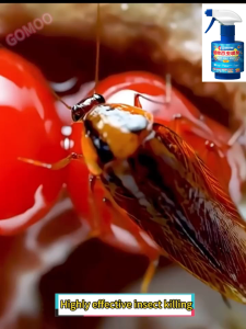 Household insecticides Fly spray Fly Killer Bait Fly Repeller insecticide insecticide for killing cockroaches ants and bedbugs Safe and non-toxic Ant Killer Spray for ants Ant Killer Spray mosquito killer aerosol