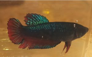 แม่พันธุ์หม้อไทยมาเลสวยงาม