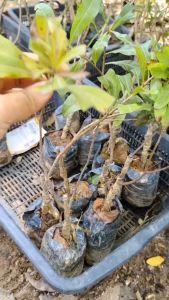 ต้นหยางเหมย หยางเหมย เอี่ยบ๊วย เบย์เบอร์รี่แดง red bayberry ยัมเบอร์รี่ yumberry Myrica rubra Yangmei พันธุ์ ดงขุย ดงกุย / klisnus