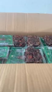 KURMA KHALAS DATE CROWN THERMO 250GR VACUUM Halas DC termo vakum kholas datecrown vacum korma
