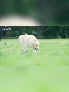 💗🙋♀️💗【好好宠物医院】瑞普伊尔舒耳螨霉菌素软膏猫咪中外耳炎细菌膏