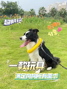 KP ของเล่นหมา จานร่อน ของเล่นลูกบอล แบบโต้ตอบ ความเหนียวสูง ทนทาน สําหรับฝึกสัตว์เลี้ยง สุนัข