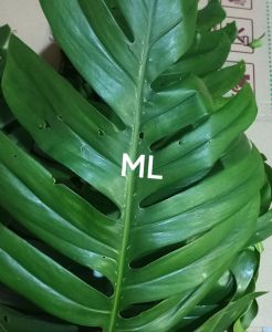 Daun ekor naga original berkualitas 1 kg