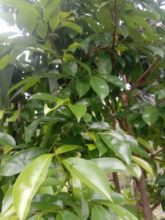 DAUN MAHKOTA DEWA SEGAR/DAUN SEGAR PER 150 GRAM