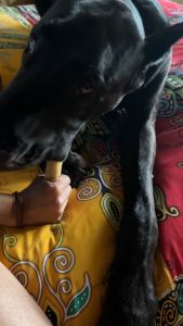 McDuffy 100% Himalayan Yak Dog Chew Medium Large and Extra Large Sized Gluten Free Healthy Long Lasting Dog Chews Treats