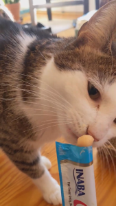 [NHẬP KHẨU THÁI - HŨ HẢI SẢN MIX🐳] INABA CIAO CHURU Hũ 50 Thanh Súp Thưởng Cho Mèo Vị Thơm Ngon Tới Giọt Cuối Cùng