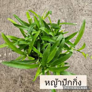 หญ้าปักกิ่ง