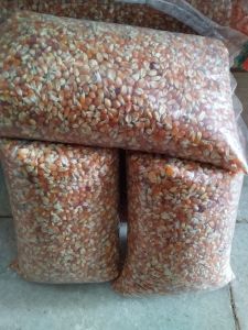 jagung pakan burung dara/merpati 1kg