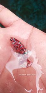 CUPANG PLAKAT MULTICOLOUR FM HIASAN AQUARIUM HIASAN SOLITER