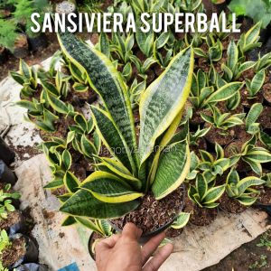 TANAMAN HIAS SENSIVERA SUPER BALL / LIDAK MERTUA SUPERBOLL