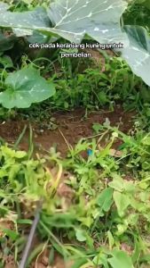 Alat Pencabut Rumput Liar & Sekop Berkebun Empat Garpu