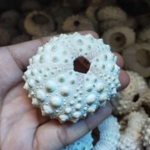 Cangkang kerang satuan bulu babi - cangkang landak laut ecer - bahan kerajinan ecer