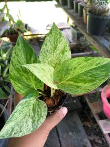 พลูด่างราชินีหินอ่อน กระถาง 3นิ้ว ไม้ฟอกอากาศ มีของแถมทุกออเดอร์