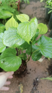 Cây gióng lá lốt bầu nhỏ bao sống