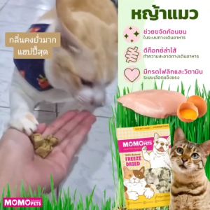 ขนมหญ้าแมว(ต้นอ่อนข้าวสาลี) ผสมไก่ ไข่ อัดก้อนธรรมชาติ ลดก้อนขน มีวิตามิน หญ้าแมวฟรีซดาย ขนมสัตว์เลี้ยง ทรีทแมว มีไฟเบอร์ ขนมแมวและน้องหมา