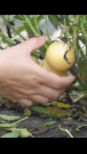 Hạt Giống Dưa Pepino - Gói 5 Hạt  Tặng Kèm Phân Bón