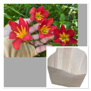 ฒ.หัวดอกบัวดิน Pride of Singapore หัวละ 15 บาท