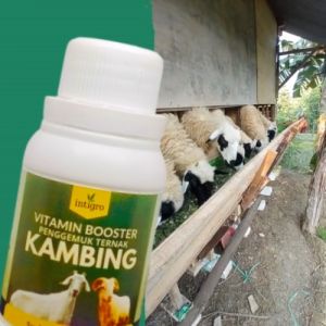 Vitamin Ternak Kambing / Vitamin Kambing Biar Gemuk Nafsu Makan Obat Vitamin Penggemuk Kambing